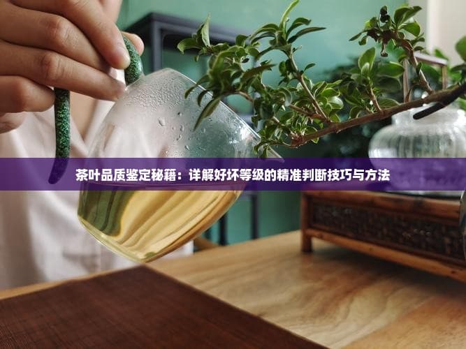 茶叶品质鉴定秘籍：详解好坏等级的精准判断技巧与方法