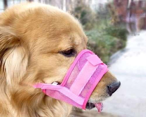狗狗吃多了有什么表现？如何正确判断和处理？