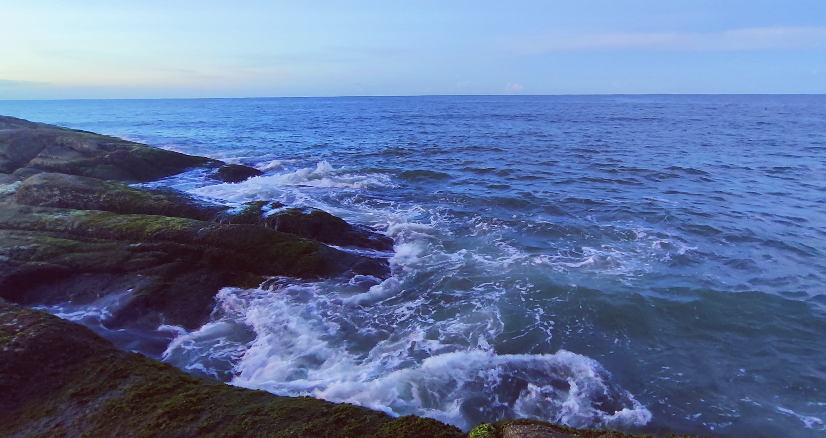 石莼藻：海洋潮间带上的绿宝石