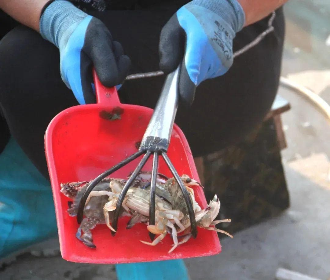 秋蟹正肥时：蓬莱海鲜市场与特色菜品指南