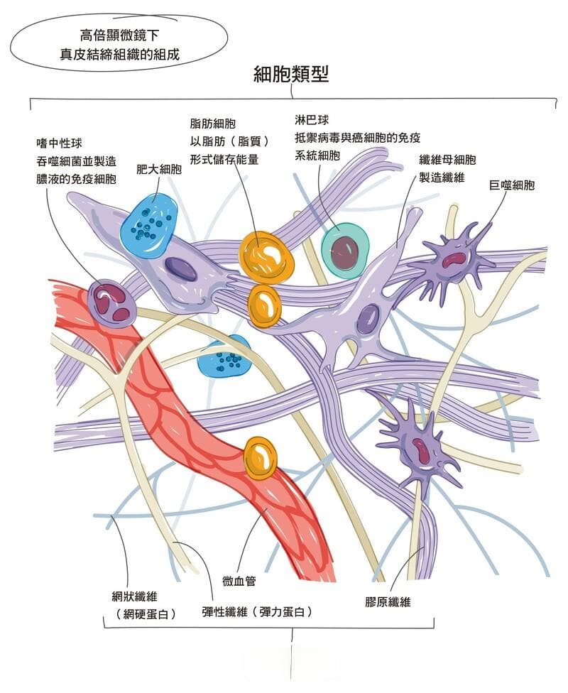 【保養知識王】不想保養擦心酸，先搞懂皮膚結構！秒懂表皮層與真皮層是什麼