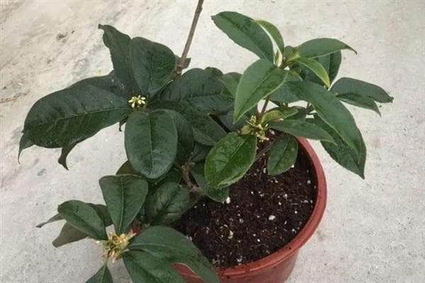 桂花叶子发黄变硬的原因及解决方法