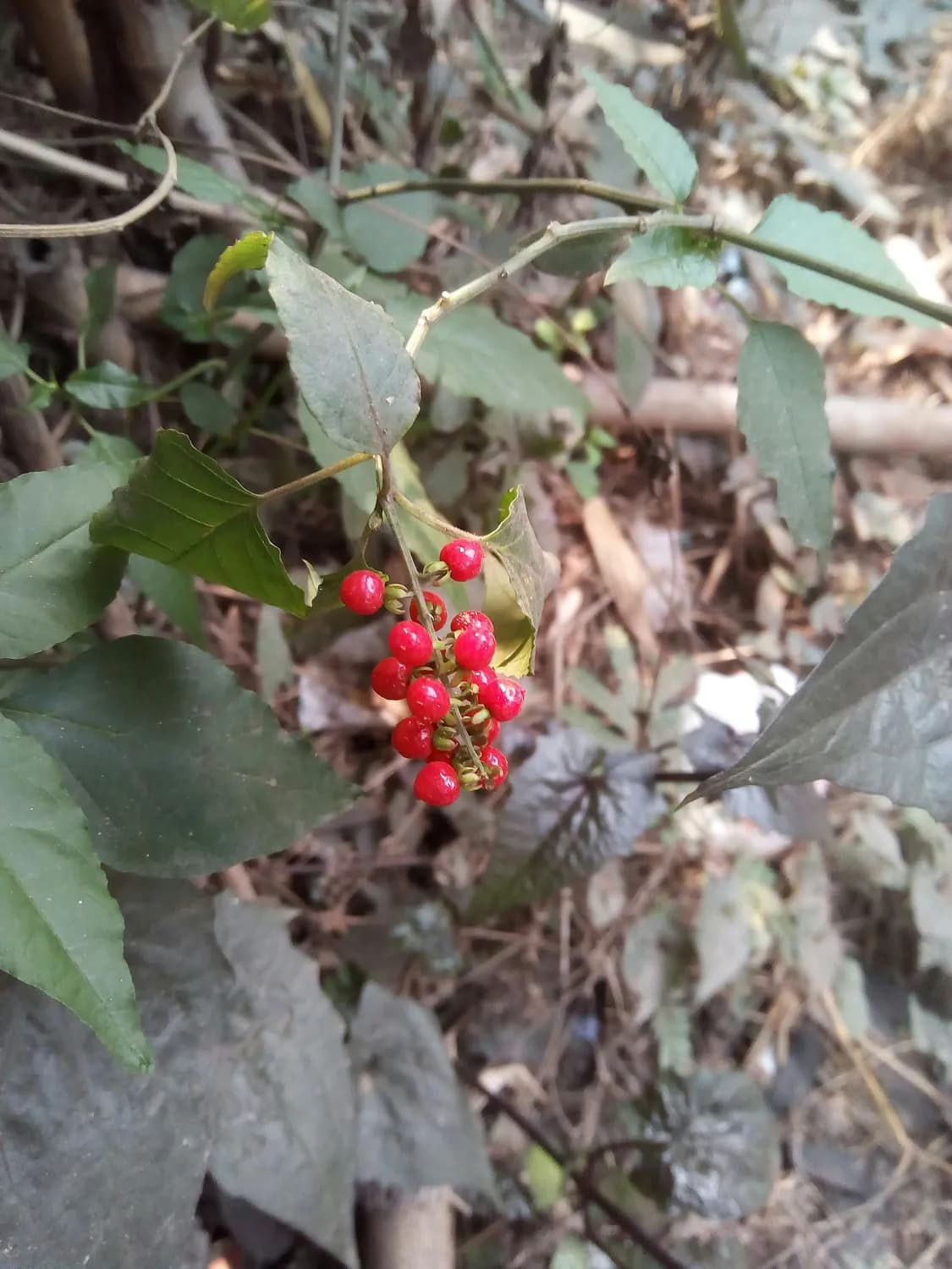 云南野地红果参：花青素之王的秘密
