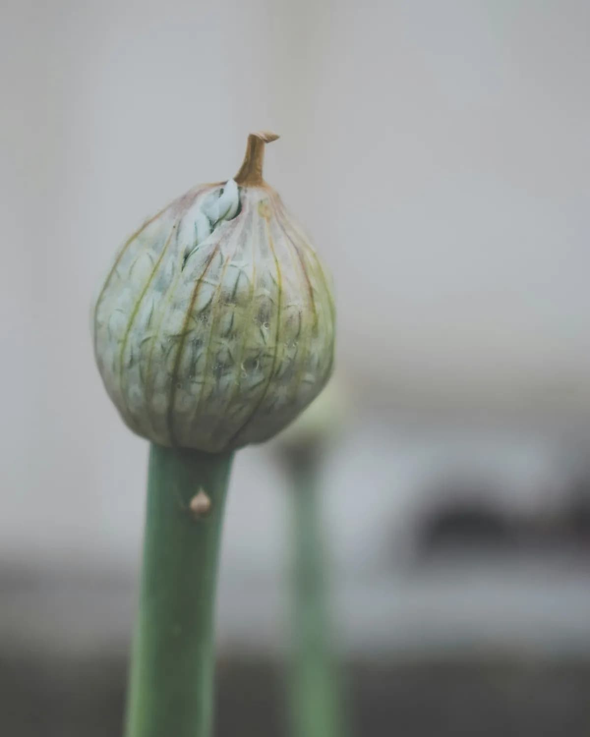 发芽芋头的营养大揭秘！