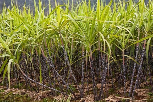 甘蔗种植管理中，主要病虫害及防治技术，确保甘蔗质量