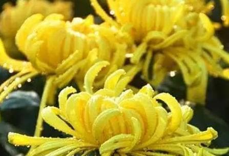 古人说的黄花指代什么？揭秘这一古典意象的多重含义