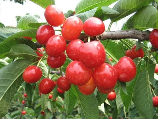 适合北方种植的大樱桃品种
