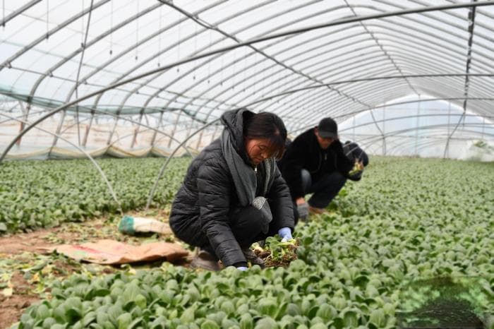 山东塑造“舌尖上的金名片” 特色农业释放共富效应