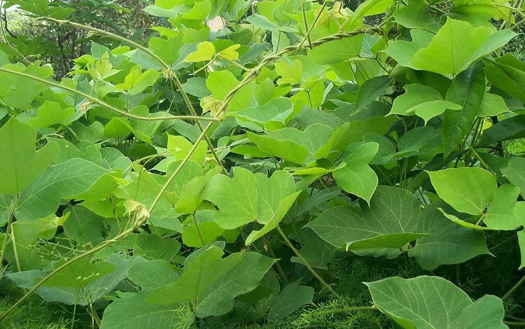 手把手教你认清中草药植物500种（81.葛根）
