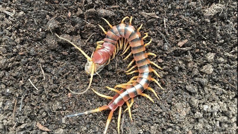 洪秀全：死前瘦骨嶙峋头秃胡子白，其子说他曾生吃蜈蚣，死因复杂