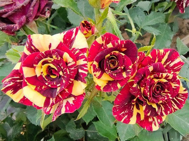 月季花病虫害防治全攻略