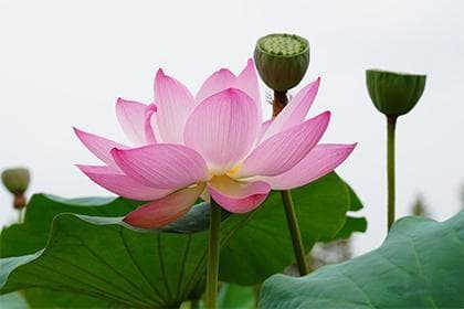 天梁在命宫的含义：个性运势与感情影响解析