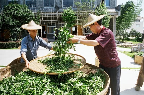 申遗成功！“武夷岩茶（大红袍）制作技艺”列入世界非物质文化遗产名录！