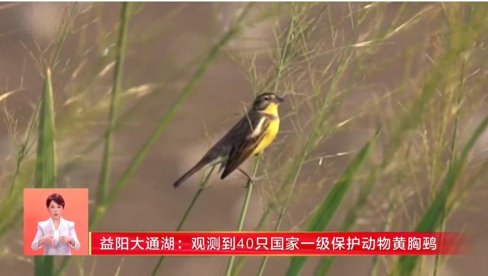益阳大通湖生态修复成全国样本，实现环境治理与产业振兴双赢