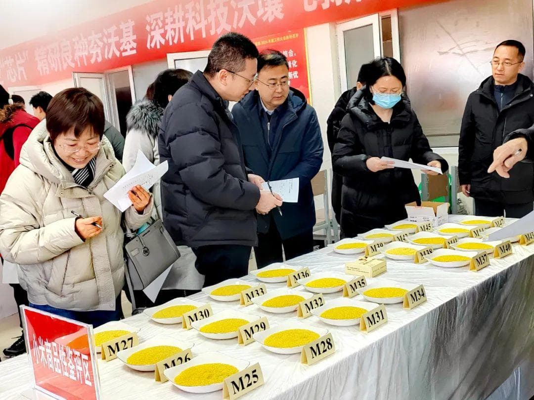 山西小米哪家棒？鉴评会上尝一尝
