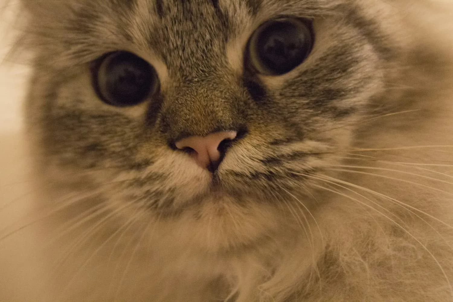 狸花猫：中国传统文化中的吉祥使者