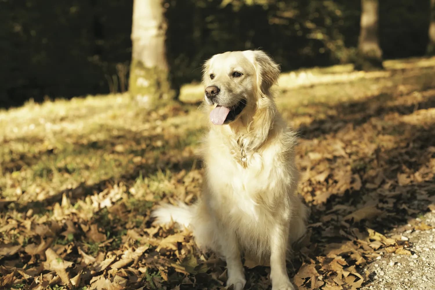 金毛犬健康养护秘籍，新手必看！