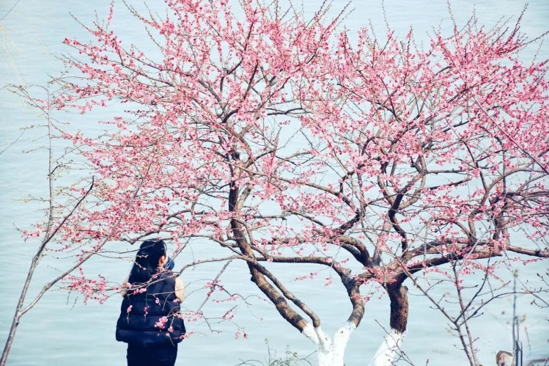 春晓夏夜，秋思冬雪：唐诗里的四季画卷