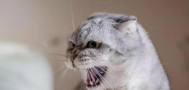 猫咪叫声嘶哑怎么办？原因分析与解决方法全攻略