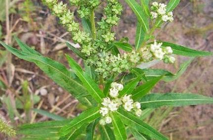 认识马蹄莲花中的“草王”——赶黄草