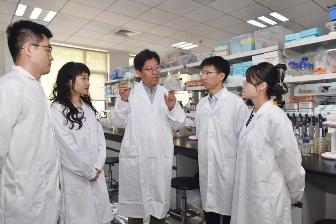 植物界的“再生指挥官”被发现！山东农业大学这一团队取得重大突破