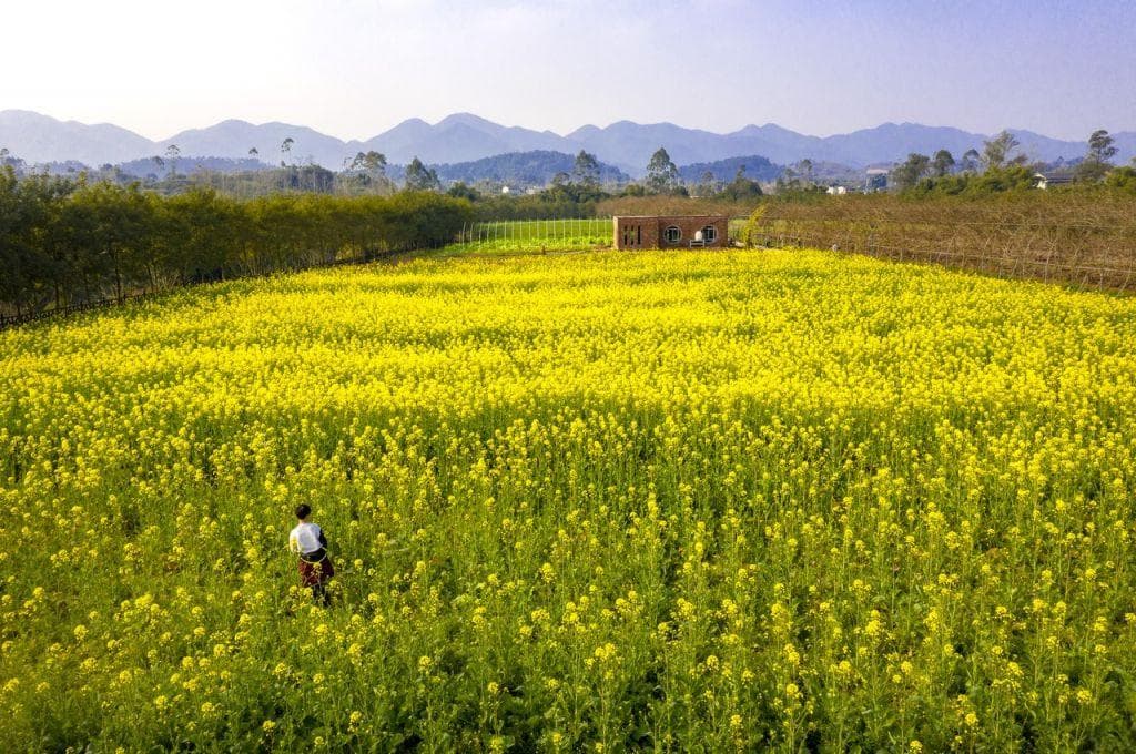 2025重庆璧山七塘油菜花观赏攻略（花期+位置+路线）