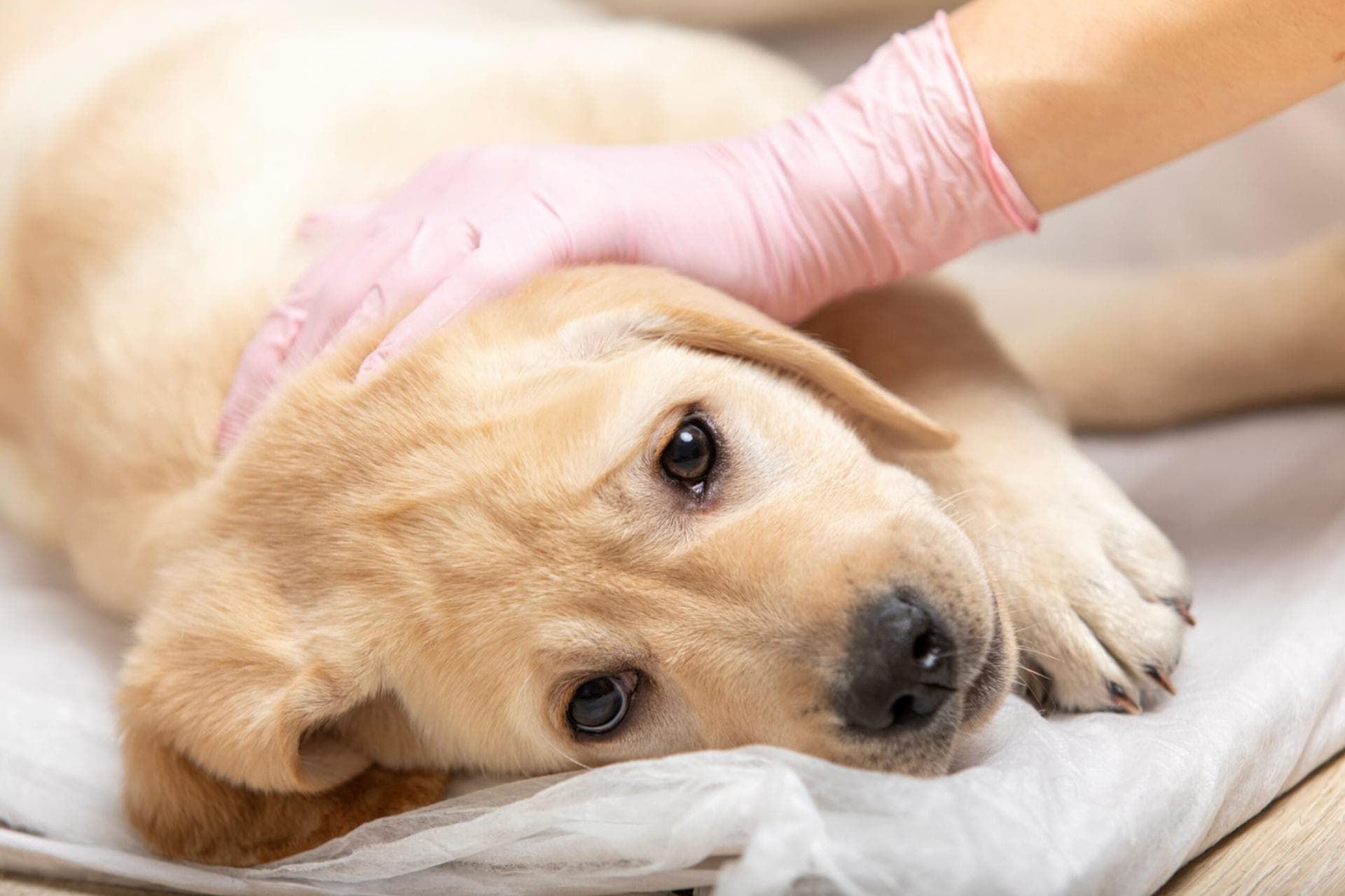 犬细小病毒病的症状、类型及预防治疗指南