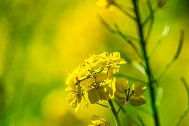 油菜花是什么味道？油菜花什么时候开？油菜花花期多久？