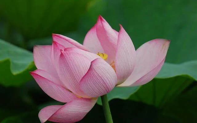 莲花的花语与含义（探寻莲花背后的深意）
