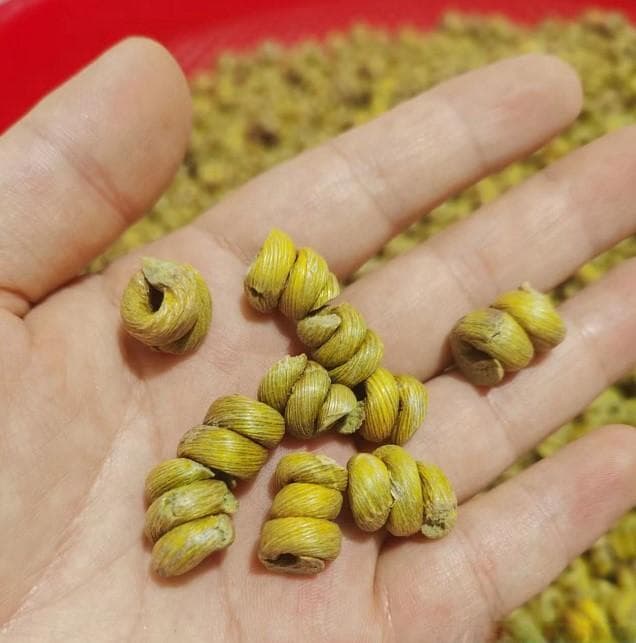 铁皮石斛和豆浆可以一起吃吗