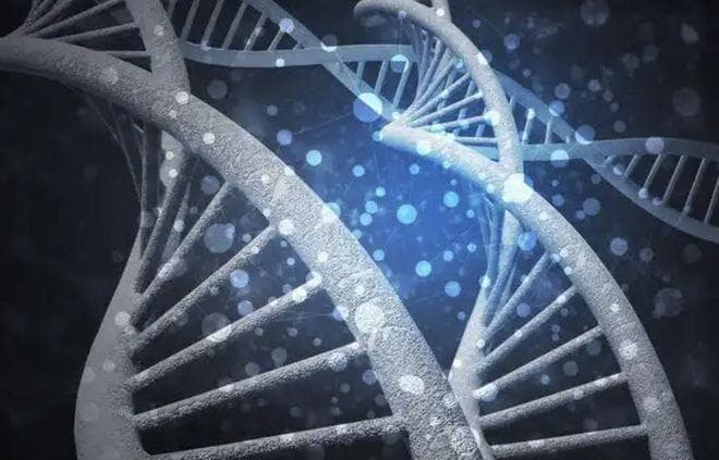 人类男性的Y染色体在不断缩短，未来或将消失，那还会有男性吗？