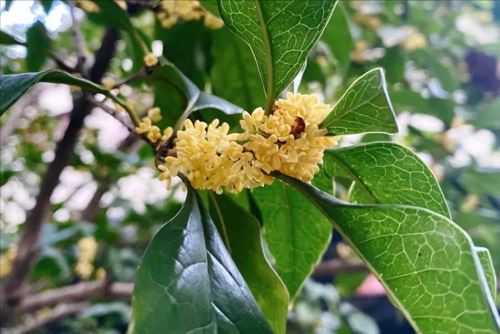 今年多地桂花迟迟不开花，是有什么“征兆”吗？背后的科学原因其实很简单
