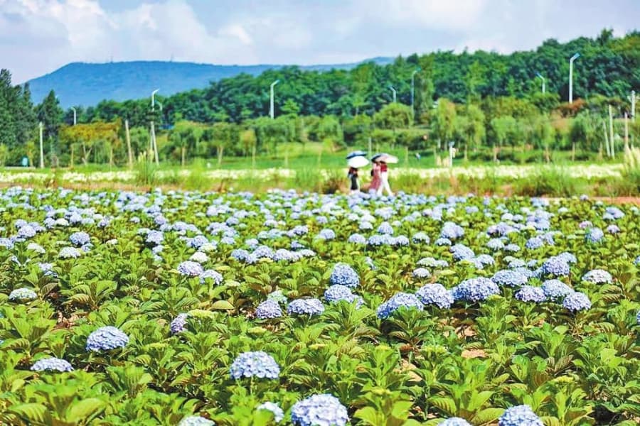 春日遇上繁花 共赏曲靖花园盛景