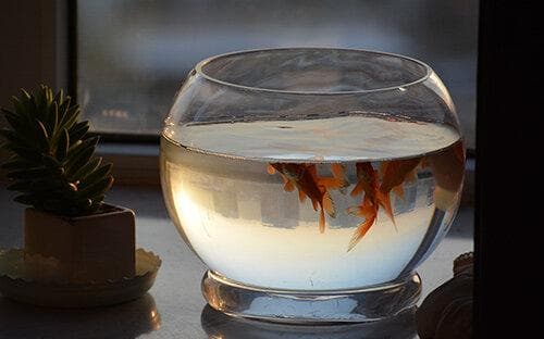 鱼缸养鱼需要什么设备用品？观赏鱼养殖器材大全