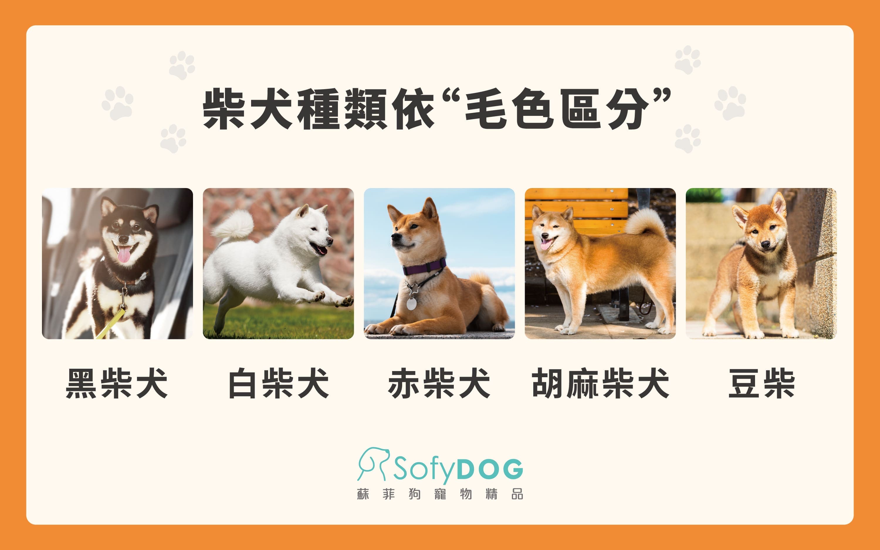 狗界喵星人！想養柴犬？掌握個性及照顧重點必看