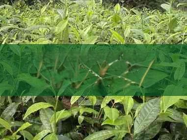 全面解析：闲鱼拍卖上鉴别普洱茶真伪的权威方法