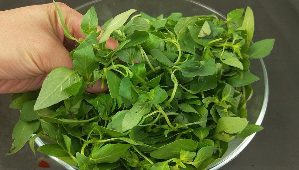 荆芥菜的新吃法：蒸着吃更美味