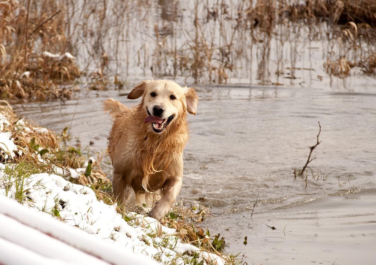 揭秘全能雪橇犬，深度解析哈士奇的魅力与挑战