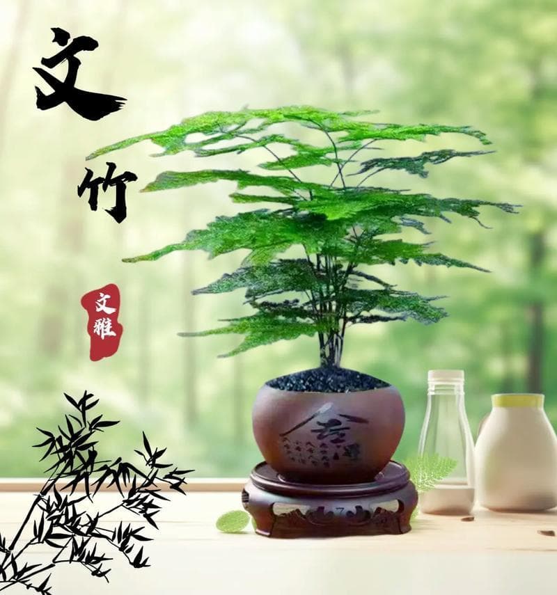 从吊兰到空气凤梨：五种低维护盆栽植物推荐