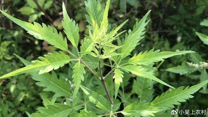 生命力顽强的黄荆树，全身都是宝，从叶子到枝干，都有丰富的价值