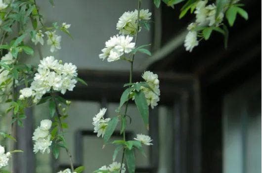 诗经里的生活智慧：10句古诗启迪现代人生
