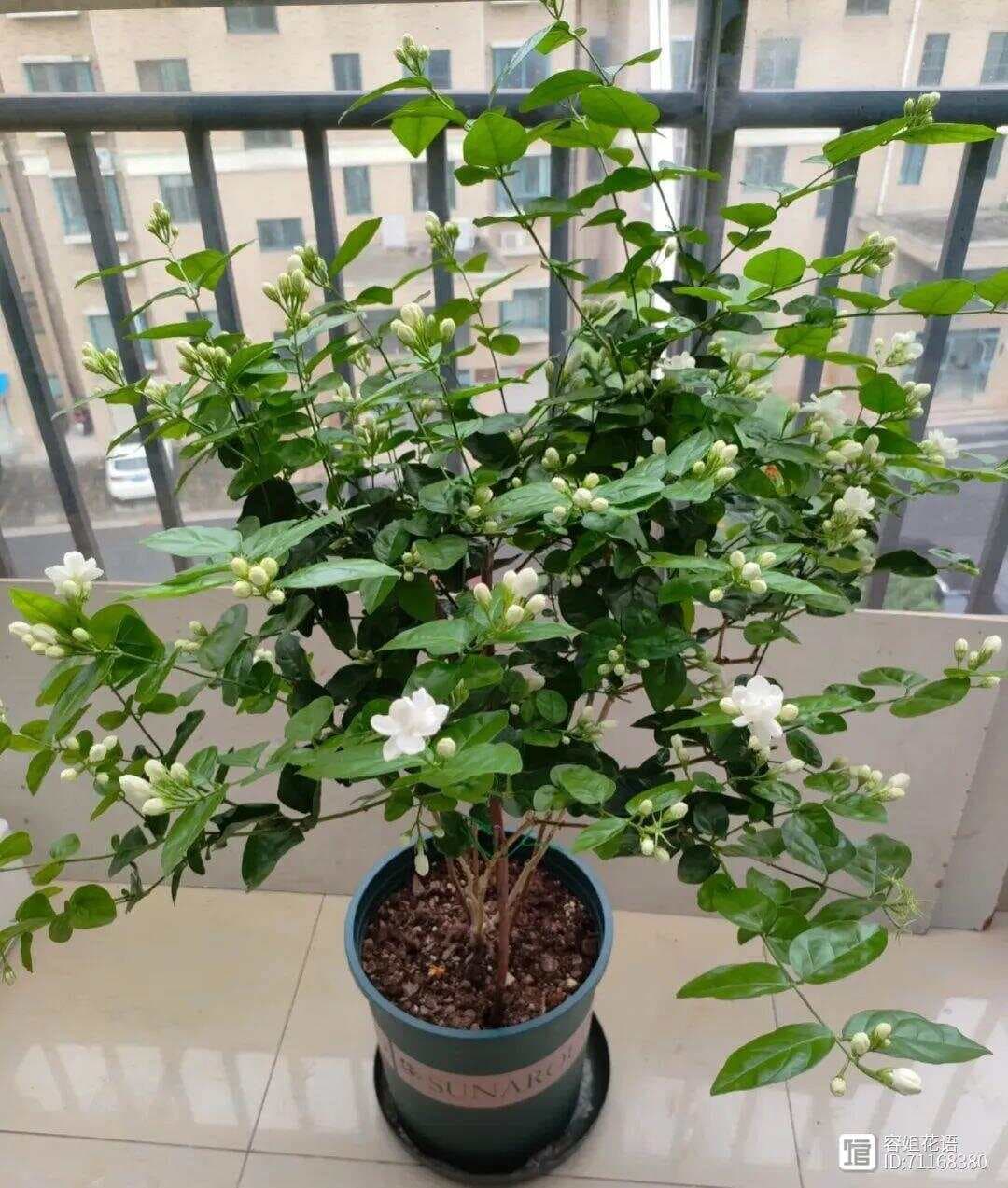 茉莉花养“残”了？教你一招，10天恢复生机，乖乖吐花苞