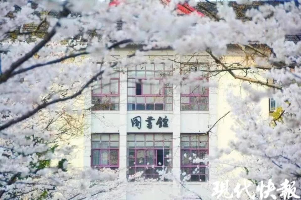 全国56个城市最佳赏樱期来了！《中国樱花预报2024》科普报告发布