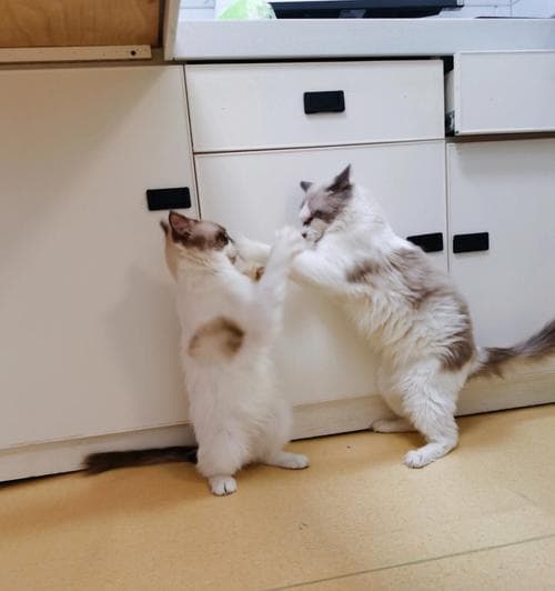 猫咪打架如何制止？有效解决猫咪冲突的方法是什么？