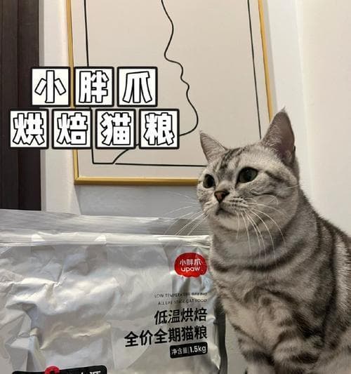 猫咪绝育后的饮食需求及推荐猫粮选择