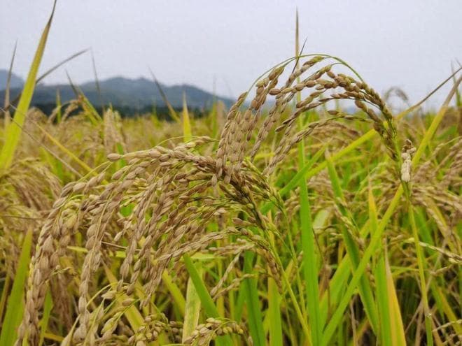 我国成功培育多年生稻！种1次可收4年，效率堪比韭菜，产量足吗？