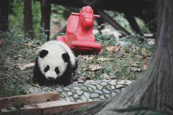 成都3天亲子游攻略：大熊猫基地、海洋世界等热门景点详解