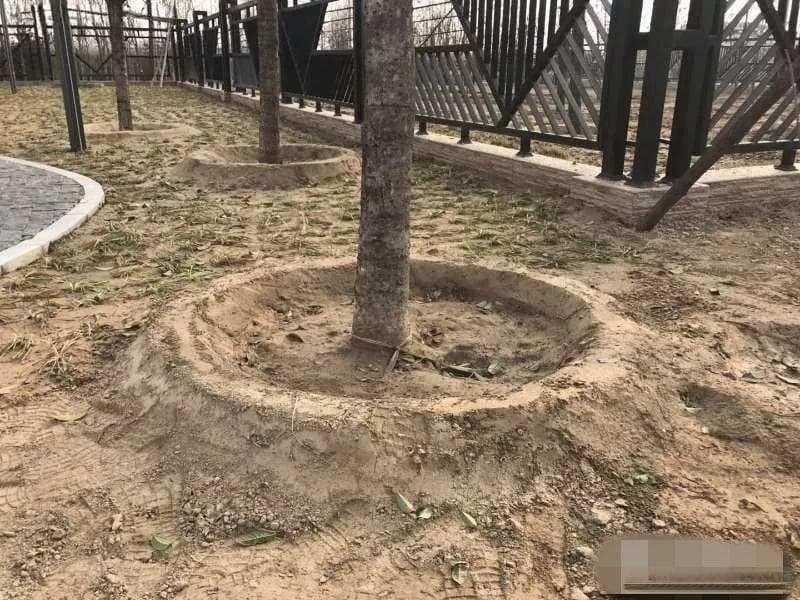 雨季来临，如何做好苗木防涝工作？