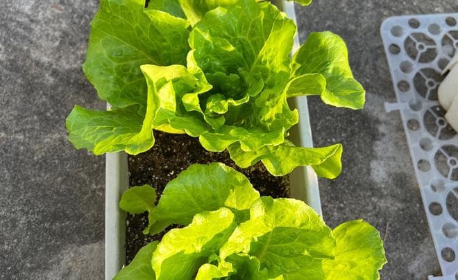 生菜僵苗怎么办，立刻掌握这3个要点，僵苗变活苗，长势迅而猛