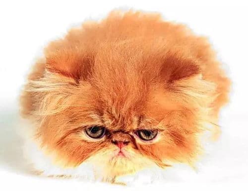 新加坡猫售价：品质决定价格
